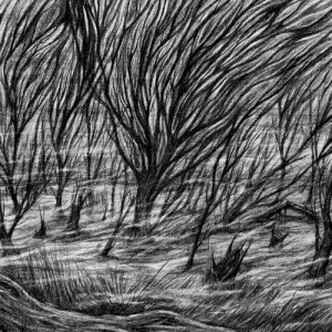 The Eternal Marshes album cover