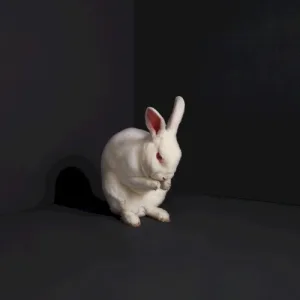 Rabbits album cover