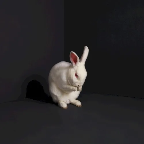 Rabbits background