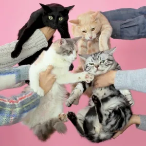 猫とアレルギー album cover