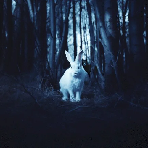 The Wolf and the Rabbit background
