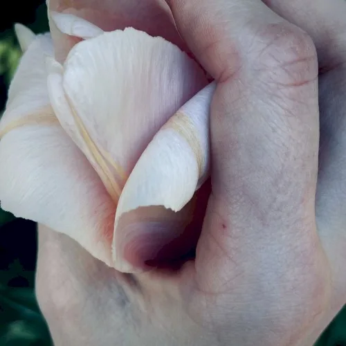 To Hold the Ripened Sun background