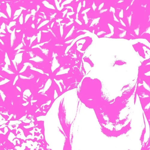 +HIRS+ / Jenna and the Pups background