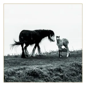 Harrows on the Down album cover